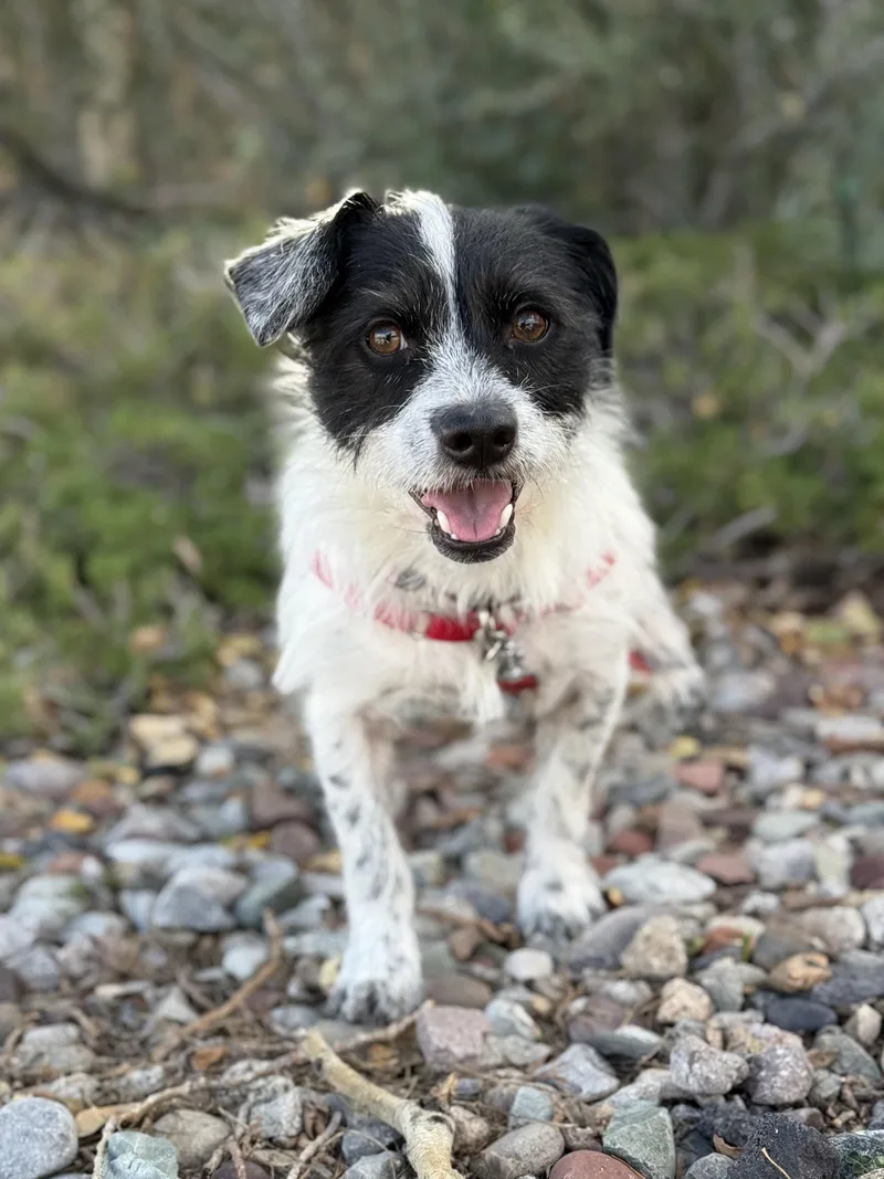 Nibbler thumbnail 3