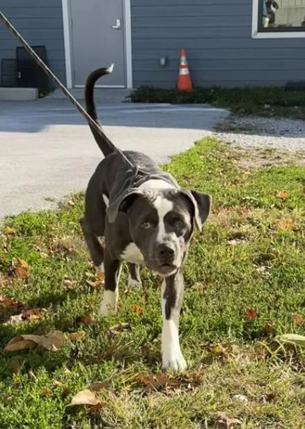 An adult medium-sized male Gray / Blue / Silver Mixed Breed dog named Gobstopper for adoption in Terre Haute, IN