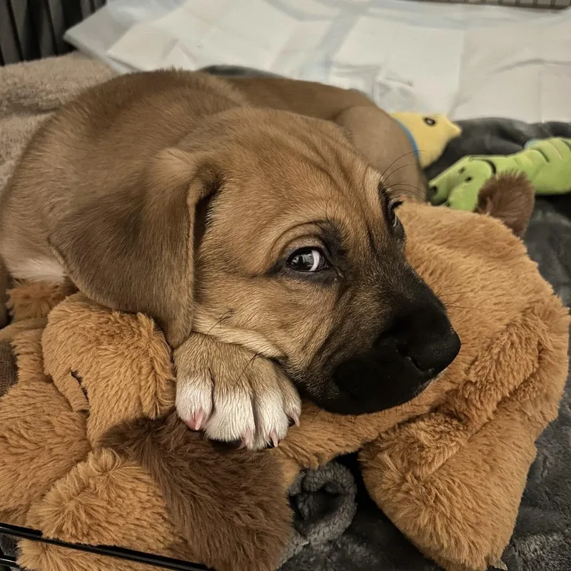 Woodstock thumbnail 5