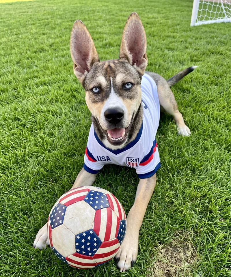 A young medium-sized female Tricolor (Brown, Black, & White) Husky dog named Codi aka Tina for adoption in Carrollton, TX