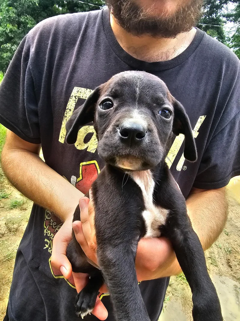 A baby small-sized male Black Labrador Retriever dog named Ollie for adoption in Newfoundland, NJ