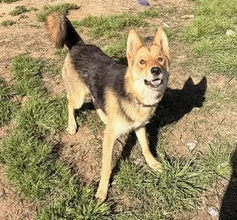 An adult medium-sized female Black German Shepherd Dog dog named Cayenne for adoption in Calera, AL
