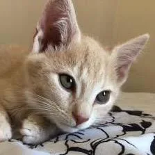 An adult small-sized male Buff / Tan / Fawn Domestic Short Hair cat named Danvers Dodd for adoption in Merrifield, VA
