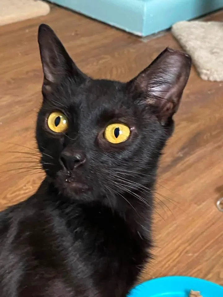 An adult medium-sized female Black Domestic Short Hair cat named Bat for adoption in Ontario, NY