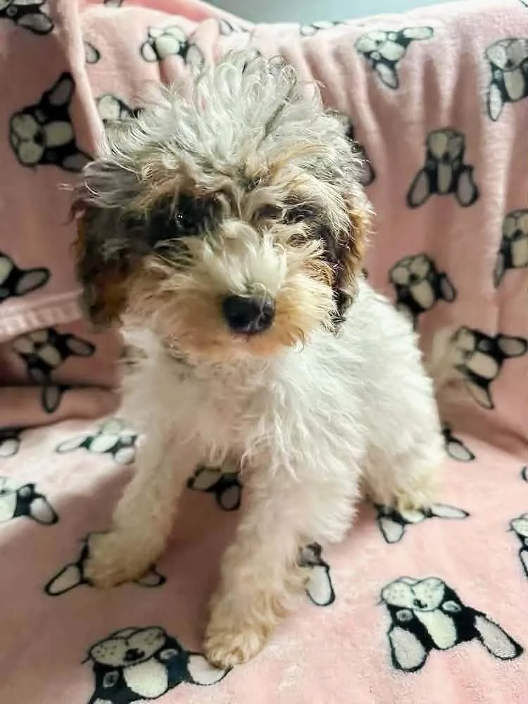 A baby small-sized male Poodle dog named Banks for adoption in Alden, NY
