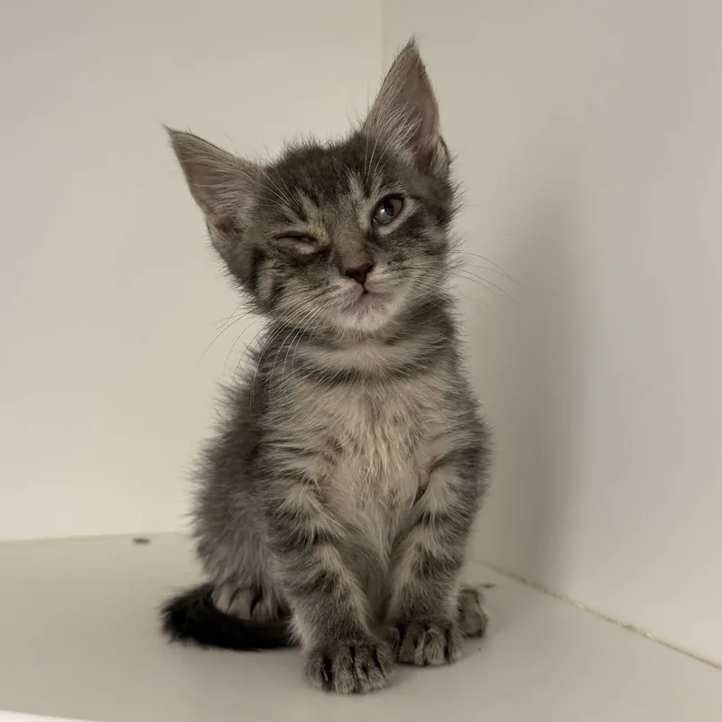 A baby small-sized male Gray / Blue / Silver Domestic Short Hair cat named Tortilla for adoption in New York, NY