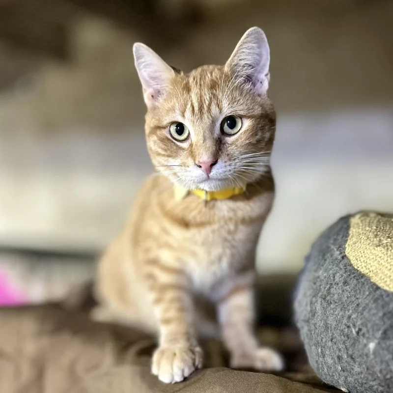 A young small-sized male Orange / Red Domestic Short Hair cat named Sammy for adoption in Philadelphia, PA