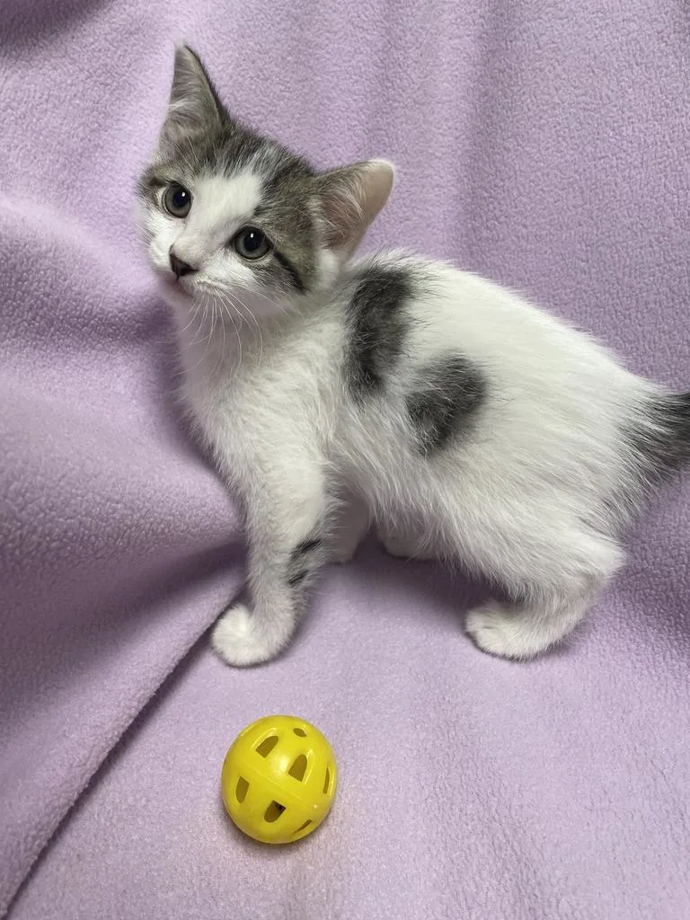Happy Hank thumbnail 5