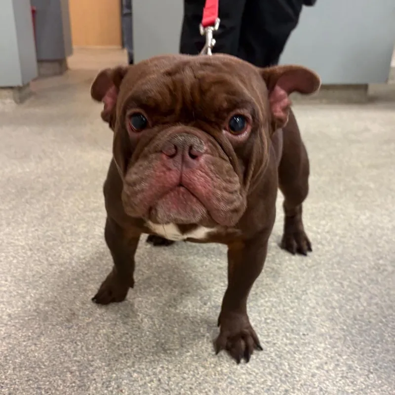 A young medium-sized male Brown / Chocolate Mixed Breed dog named Gozer for adoption in Jacksonville, FL
