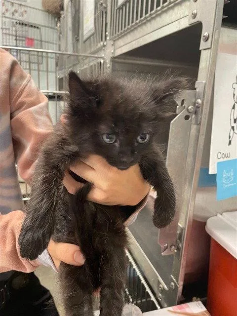 A baby small-sized male Black Domestic Medium Hair cat named Octopus for adoption in Tavares, FL