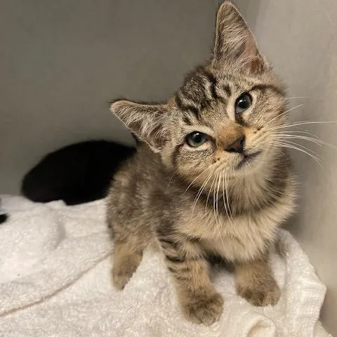 A baby small-sized male Brown / Chocolate Domestic Medium Hair cat named Kyle for adoption in Dayton, OH