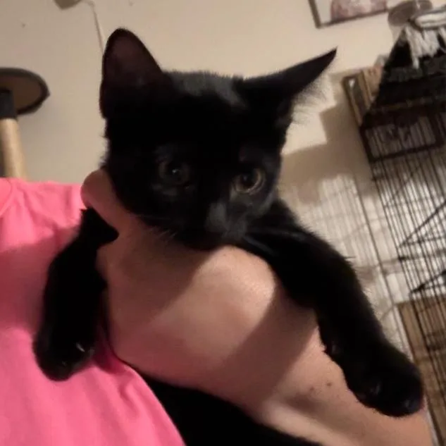 A baby small-sized female Black Domestic Short Hair cat named Plum Pudding for adoption in Layton, UT