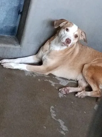 A young medium-sized female Pit Bull Terrier dog named Sadie for adoption in San Bernardino, CA