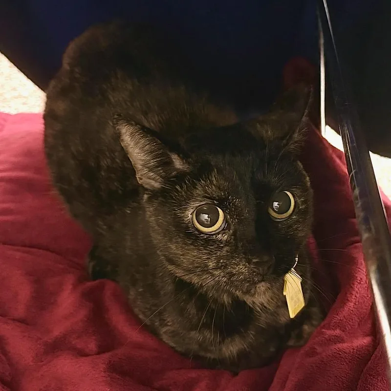 An adult medium-sized female Black Domestic Short Hair cat named Figgy for adoption in Springfield, MA