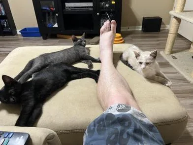 A baby medium-sized female Blue Point Siamese cat named Eclair for adoption in Liverpool, TX