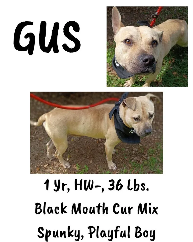 Gus thumbnail 5