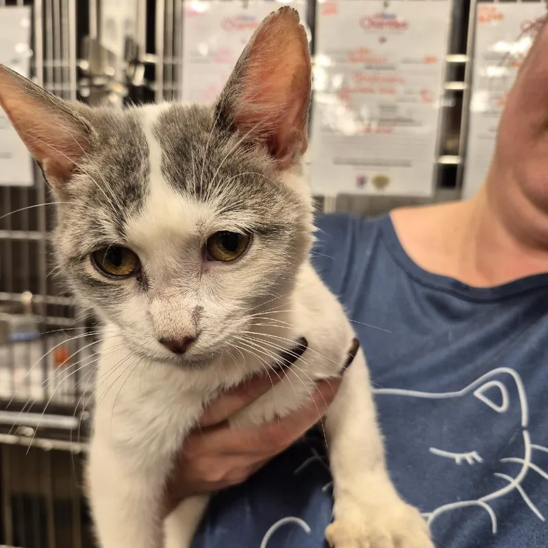 A young large-sized male Gray / Blue / Silver Domestic Short Hair cat named Hood for adoption in Spokane, WA