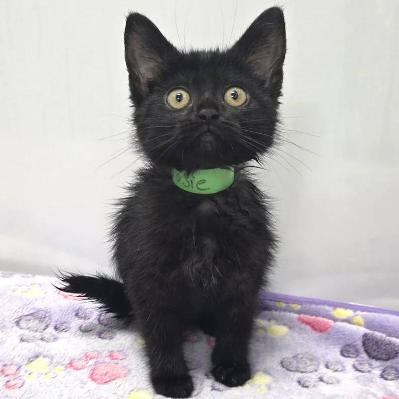 A baby small-sized female Black Domestic Short Hair cat named Josie for adoption in Fort Wayne, IN