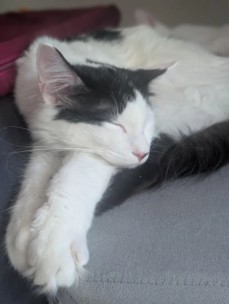 A baby medium-sized male Domestic Medium Hair cat named Vanilla Bean for adoption in Hillsborough, NC