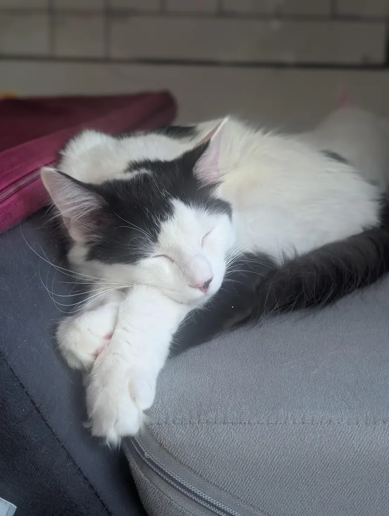 Vanilla Bean thumbnail 4