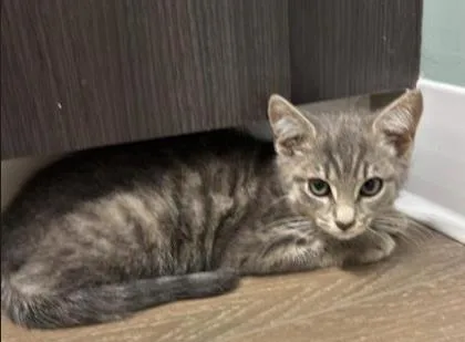A baby small-sized male Gray / Blue / Silver Domestic Short Hair cat named Pep for adoption in Annapolis, MD