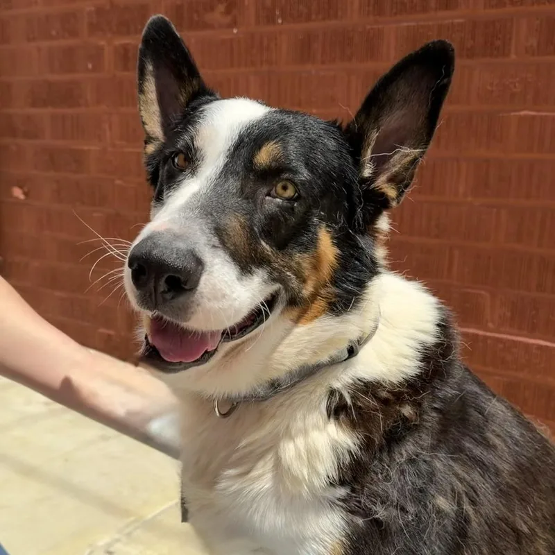 An adult large-sized male Shepherd dog named Maxilla for adoption in Los Angeles, CA