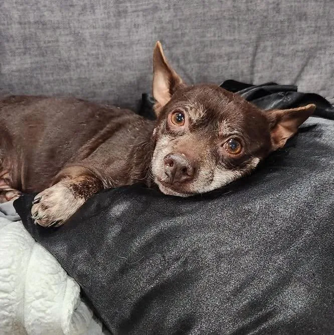 A senior small-sized male Brown / Chocolate Chihuahua dog named Fred for adoption in Wappingers Falls, NY