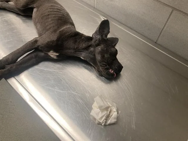 A baby small-sized female Cane Corso dog named Dill for adoption in Dallas, TX