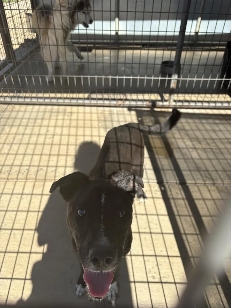A young small-sized male Black Border Collie dog named Dusty for adoption in Oakdale, CA