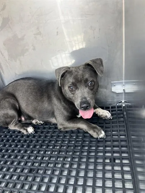 A young small-sized female Mixed Breed dog named Elaine for adoption in Dallas, TX
