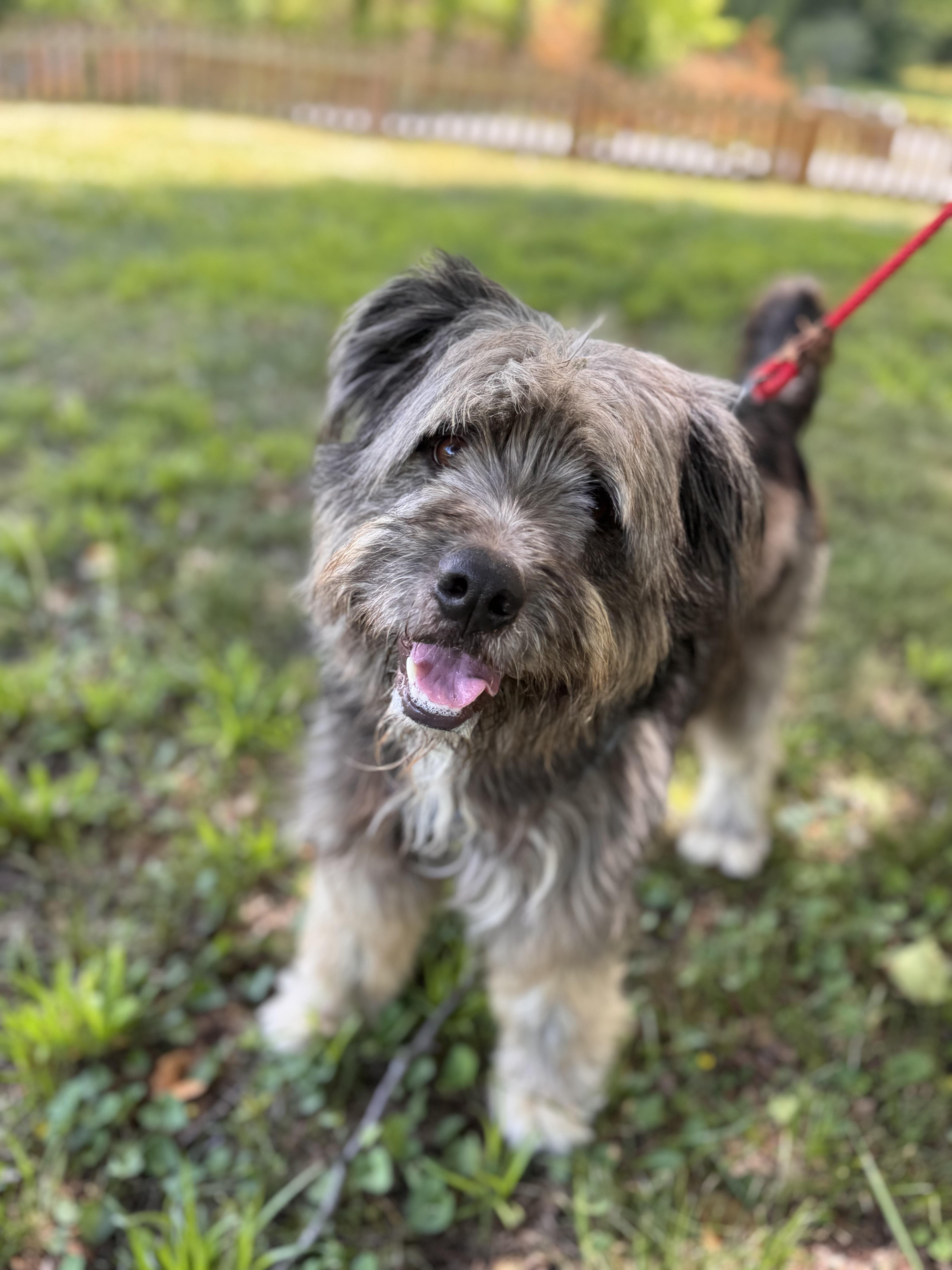 A young medium-sized male Gray / Blue / Silver Schnoodle dog named Bear for adoption in Sequatchie, TN