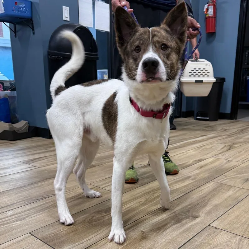 An adult medium-sized male White / Cream Terrier dog named Thimble for adoption in Newark, NJ