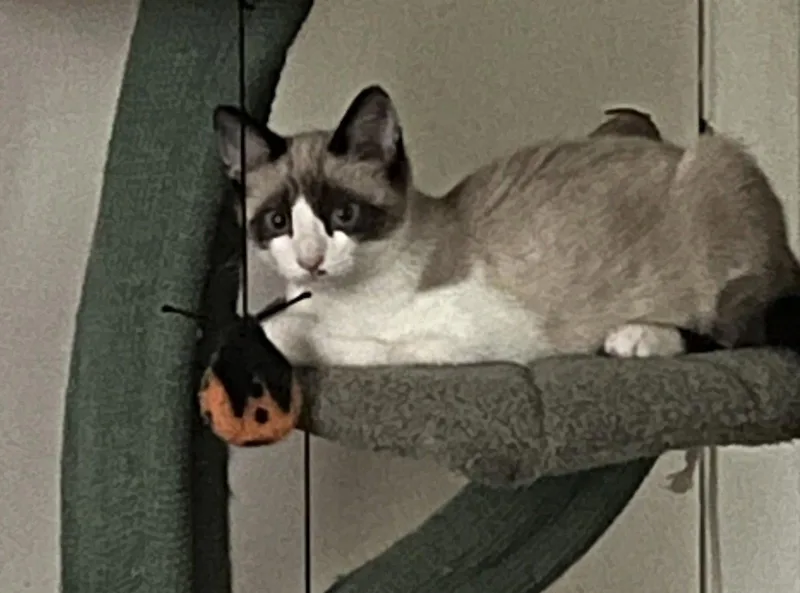 A young medium-sized female Domestic Short Hair cat named Lily for adoption in Maggie Valley, NC