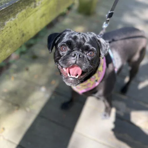 A young small-sized female Black Pug dog named Violet for adoption in Seattle, WA