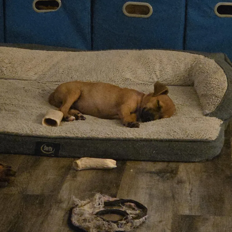 A baby medium-sized male Hound dog named Yakko for adoption in Chattanooga, TN