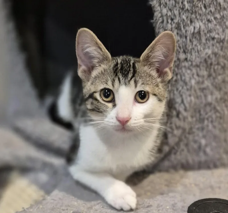 A baby small-sized female Tabby (Brown / Chocolate) Domestic Short Hair cat named Nutmeg for adoption in Wheaton, IL