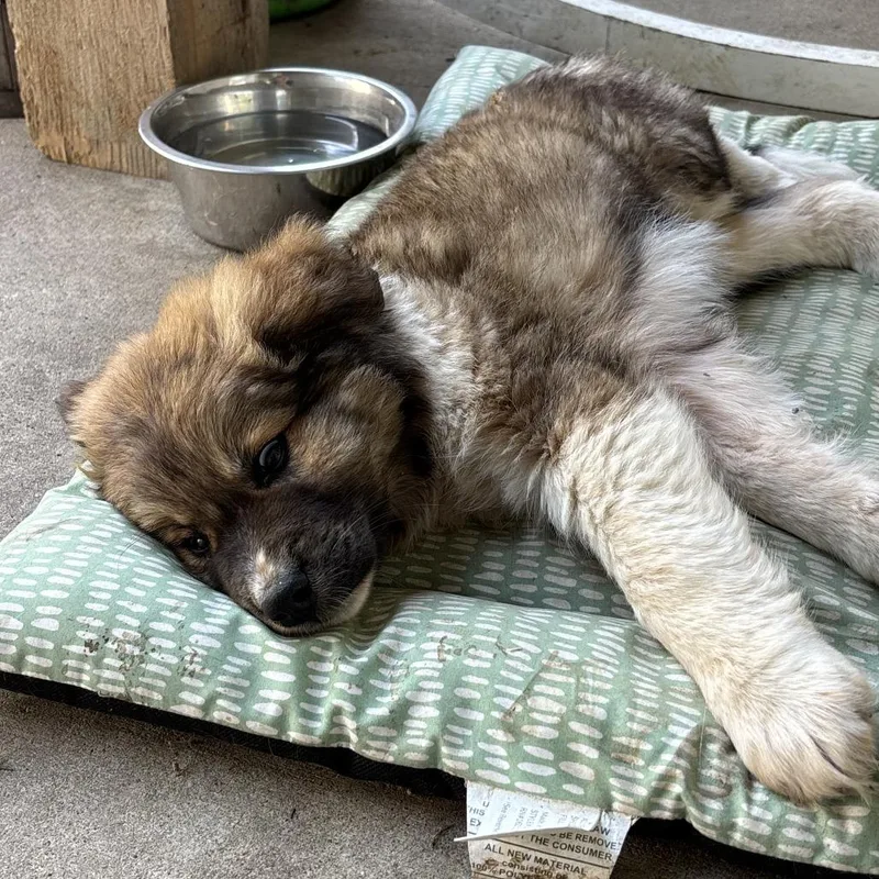 A baby large-sized male Brindle Welsh Springer Spaniel dog named Kafka for adoption in Pittsburg, KS