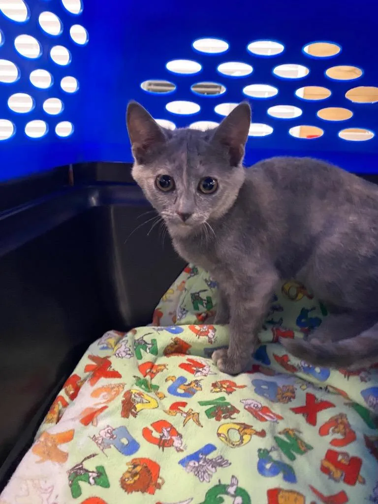 A baby medium-sized female Domestic Short Hair cat named Everlyn for adoption in Cumming, GA
