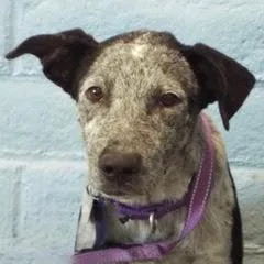 A baby medium-sized male Black Australian Cattle Dog / Blue Heeler dog named Bones for adoption in Green Valley, AZ