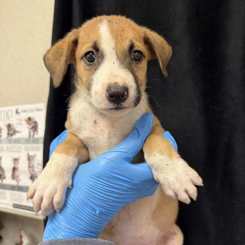 A baby small-sized female Yellow / Tan / Blond / Fawn Shepherd dog named Nala for adoption in San Antonio, TX