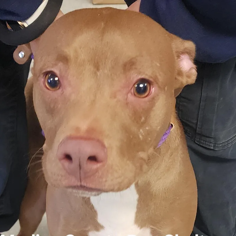 A young medium-sized female White / Cream Pit Bull Terrier dog named Olive for adoption in Medina, OH
