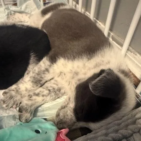 A baby medium-sized male Gray / Blue / Silver Australian Cattle Dog / Blue Heeler dog named Mr Prickle Pants for adoption in Normal, IL