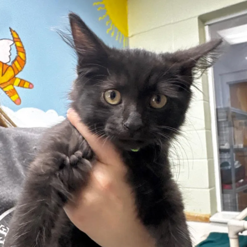 A baby small-sized male Black Domestic Medium Hair cat named Montero for adoption in Middleburg, FL