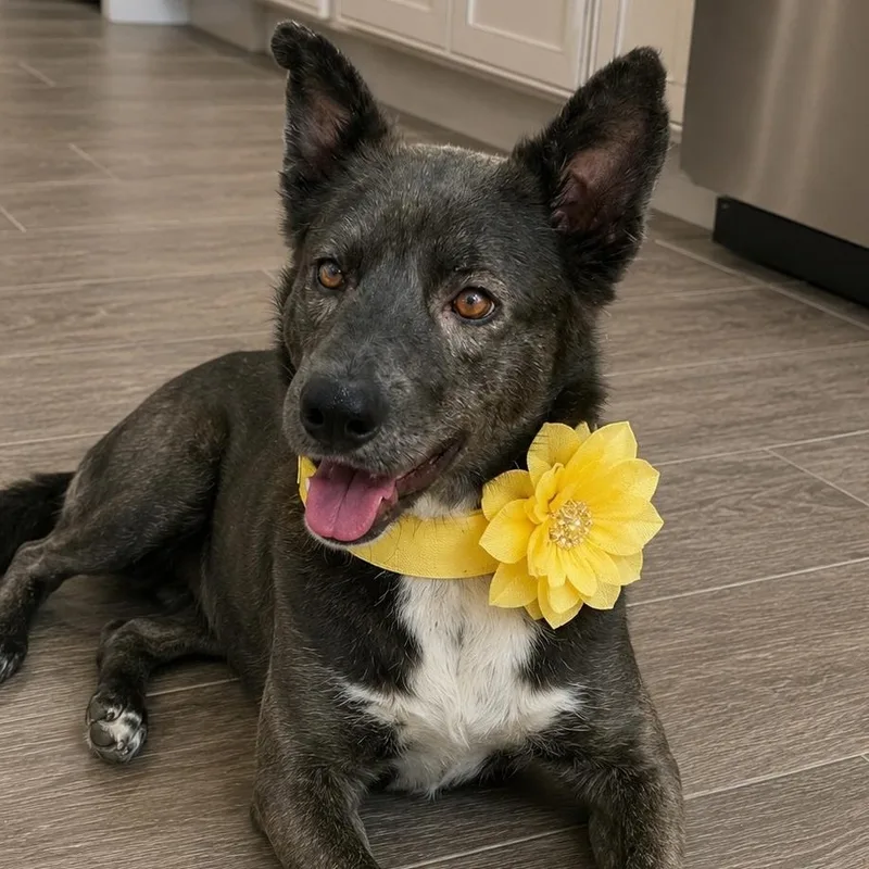 An adult medium-sized female Mixed Breed dog named Scarlett for adoption in Crosby, TX