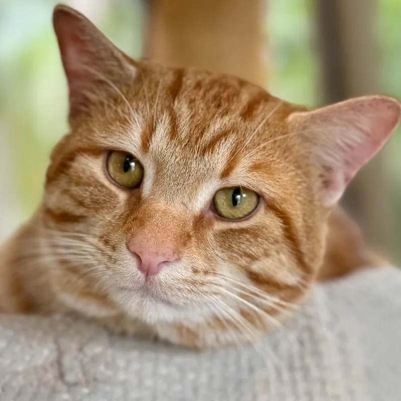 An adult large-sized male Orange / Red Domestic Short Hair cat named Giveon for adoption in Chicago, IL