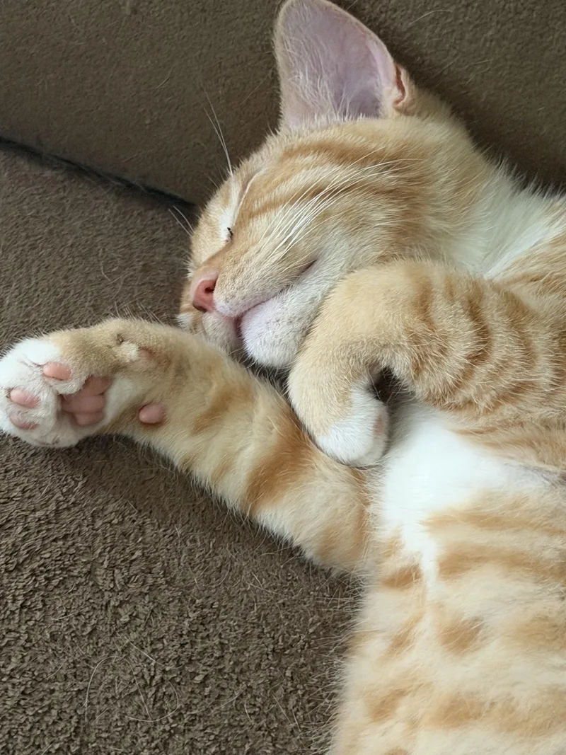 A young medium-sized male Tiger cat named Reese for adoption in Fulton, NY