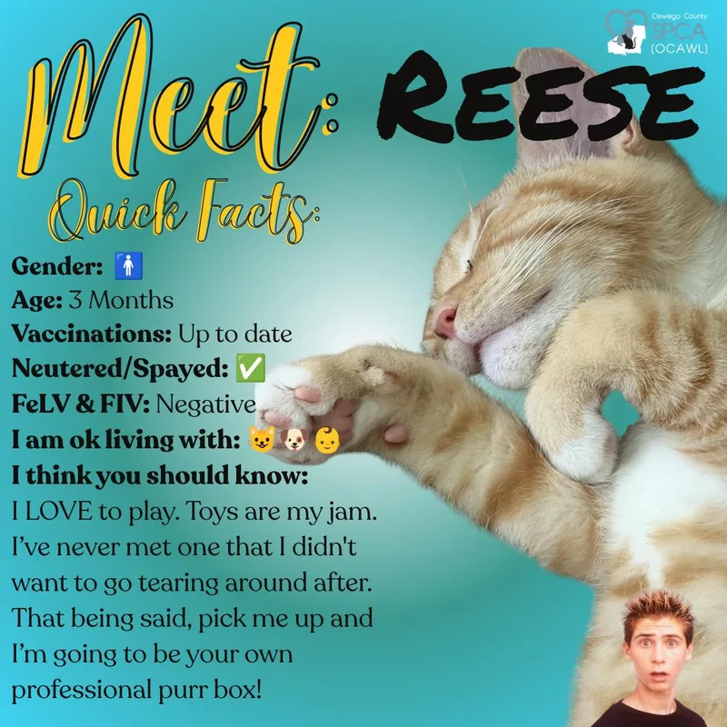 Reese thumbnail 2