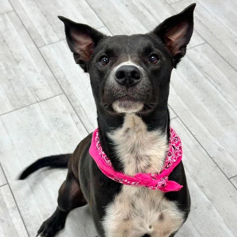 An adult medium-sized female Mixed Breed dog named Sasha for adoption in Austin, TX