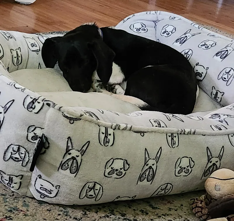 A young small-sized male Black Dachshund dog named Smoky for adoption in Maryville, TN