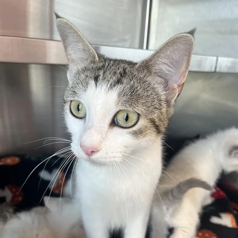 A young medium-sized female Domestic Short Hair cat named Duchess for adoption in Madisonville, TN
